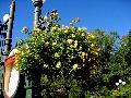 New Gold Lantana / Lantana camara 